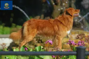 Read more about the article Nova Scotia Duck Tolling Retriever Breeders and Puppies in Idaho