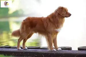 Read more about the article Nova Scotia Duck Tolling Retriever Breeders and Puppies in Illinois