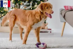 Read more about the article Nova Scotia Duck Tolling Retriever Breeders and Puppies in Iowa