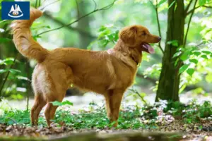 Read more about the article Nova Scotia Duck Tolling Retriever Breeders and Puppies in Louisiana
