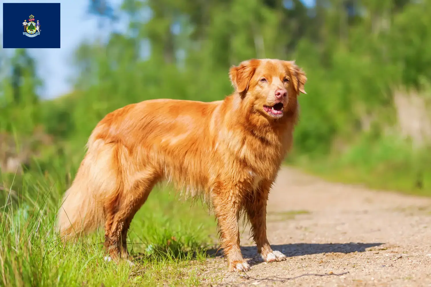 Nova Scotia Duck Tolling Retriever puppies and breeders Maine Find Nova Scotia Duck Tolling Retriever breeders in Maine.