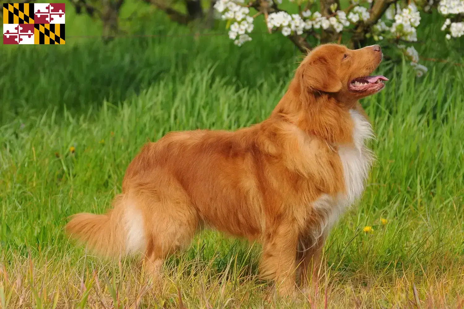 Read more about the article Nova Scotia Duck Tolling Retriever Breeders and Puppies in Maryland