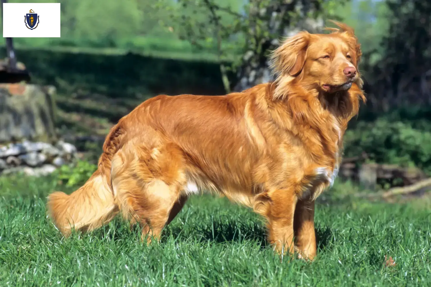 Read more about the article Nova Scotia Duck Tolling Retriever Breeders and Puppies in Massachusetts