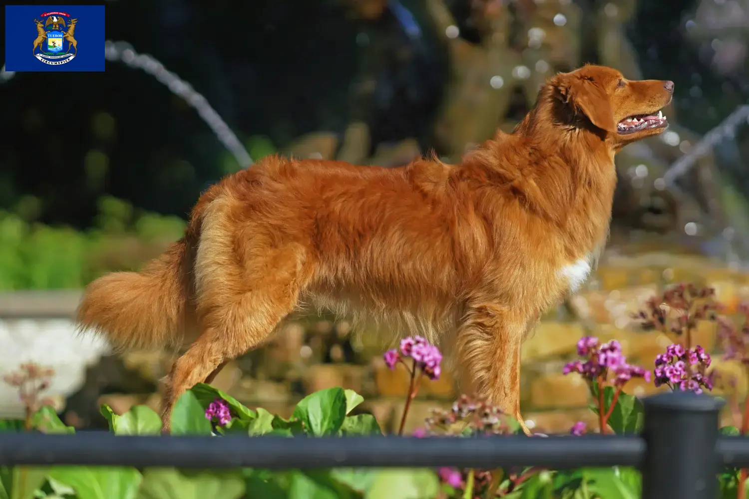 Read more about the article Nova Scotia Duck Tolling Retriever Breeders and Puppies in Michigan