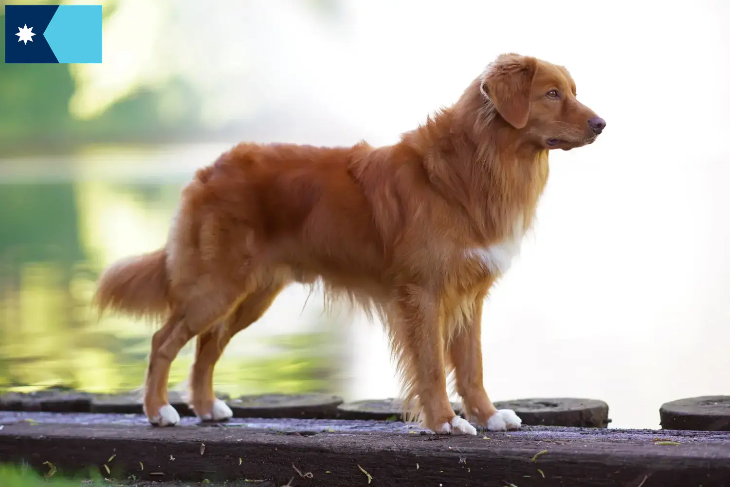Read more about the article Nova Scotia Duck Tolling Retriever Breeders and Puppies in Minnesota