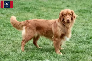Read more about the article Nova Scotia Duck Tolling Retriever Breeders and Puppies in Mississippi