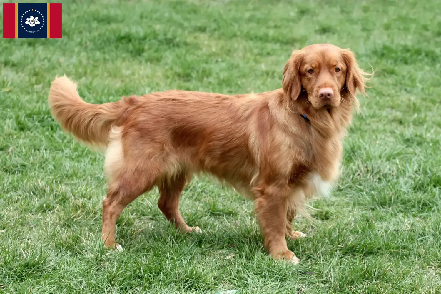 Read more about the article Nova Scotia Duck Tolling Retriever Breeders and Puppies in Mississippi