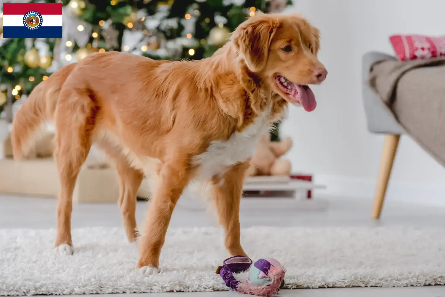 Read more about the article Nova Scotia Duck Tolling Retriever Breeders and Puppies in Missouri
