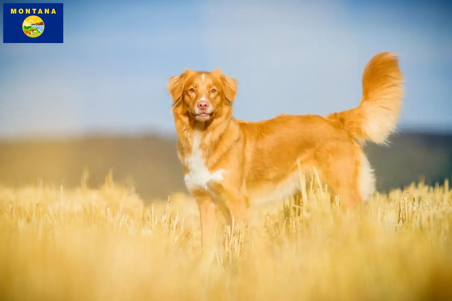 Read more about the article Nova Scotia Duck Tolling Retriever Breeders and Puppies in Montana