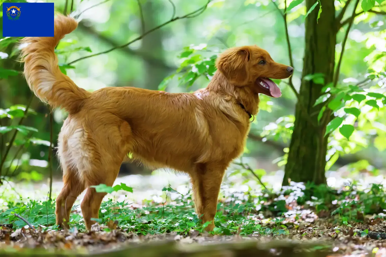 Read more about the article Nova Scotia Duck Tolling Retriever Breeders and Puppies in Nevada