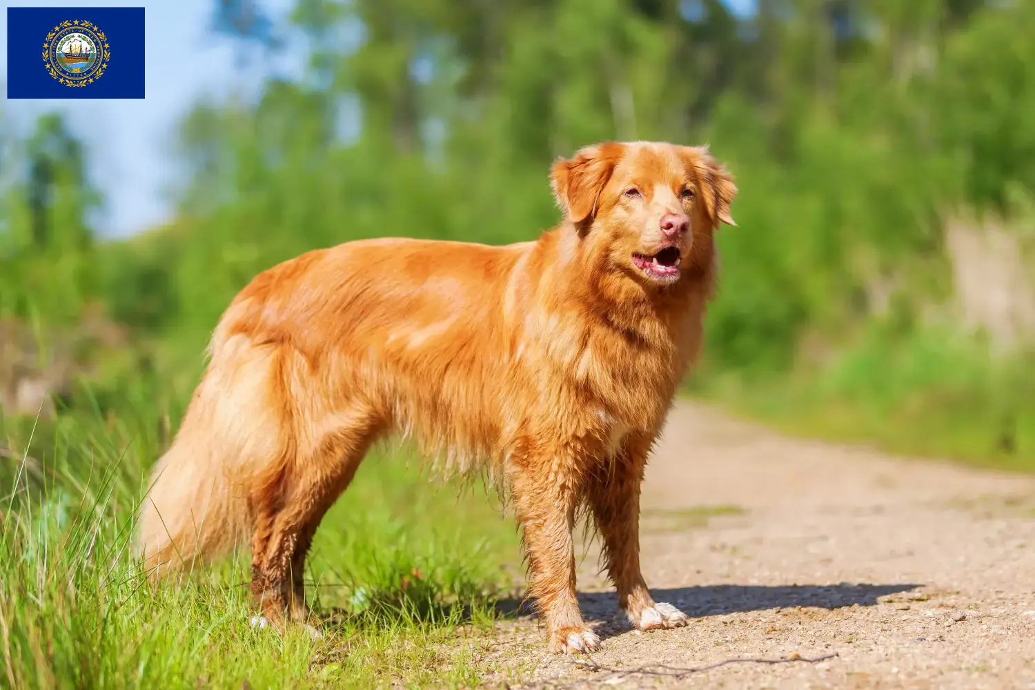 Read more about the article Nova Scotia Duck Tolling Retriever Breeders and Puppies in New Hampshire