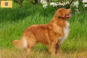 Read more about the article Nova Scotia Duck Tolling Retriever Breeders and Puppies in New Jersey