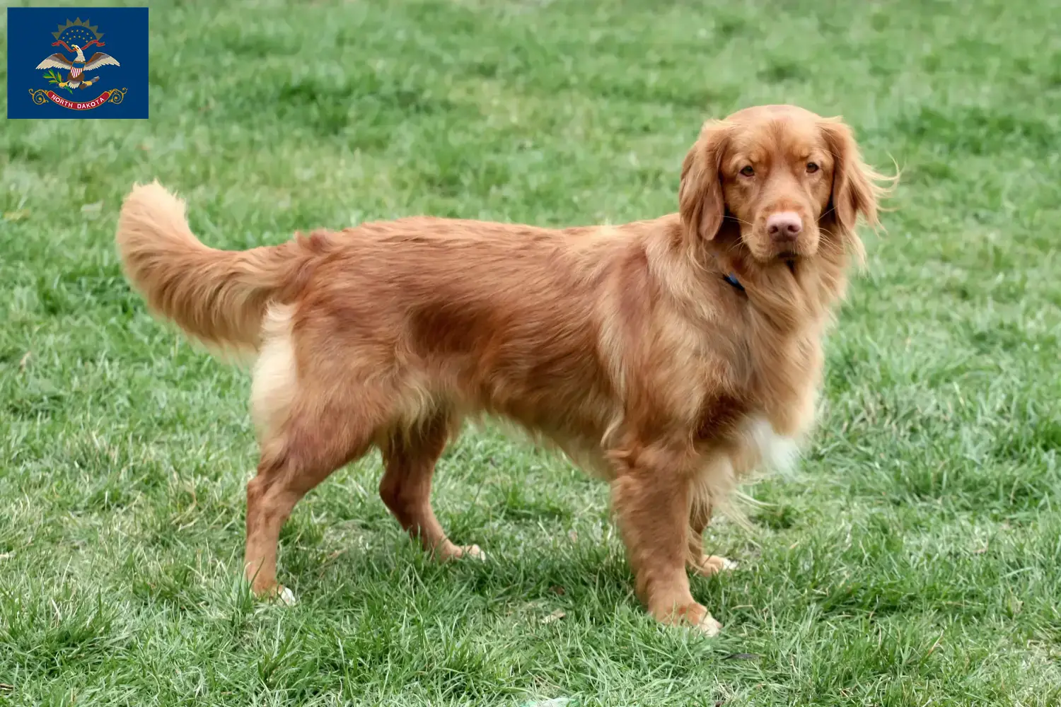 Read more about the article Nova Scotia Duck Tolling Retriever Breeders and Puppies in North Dakota