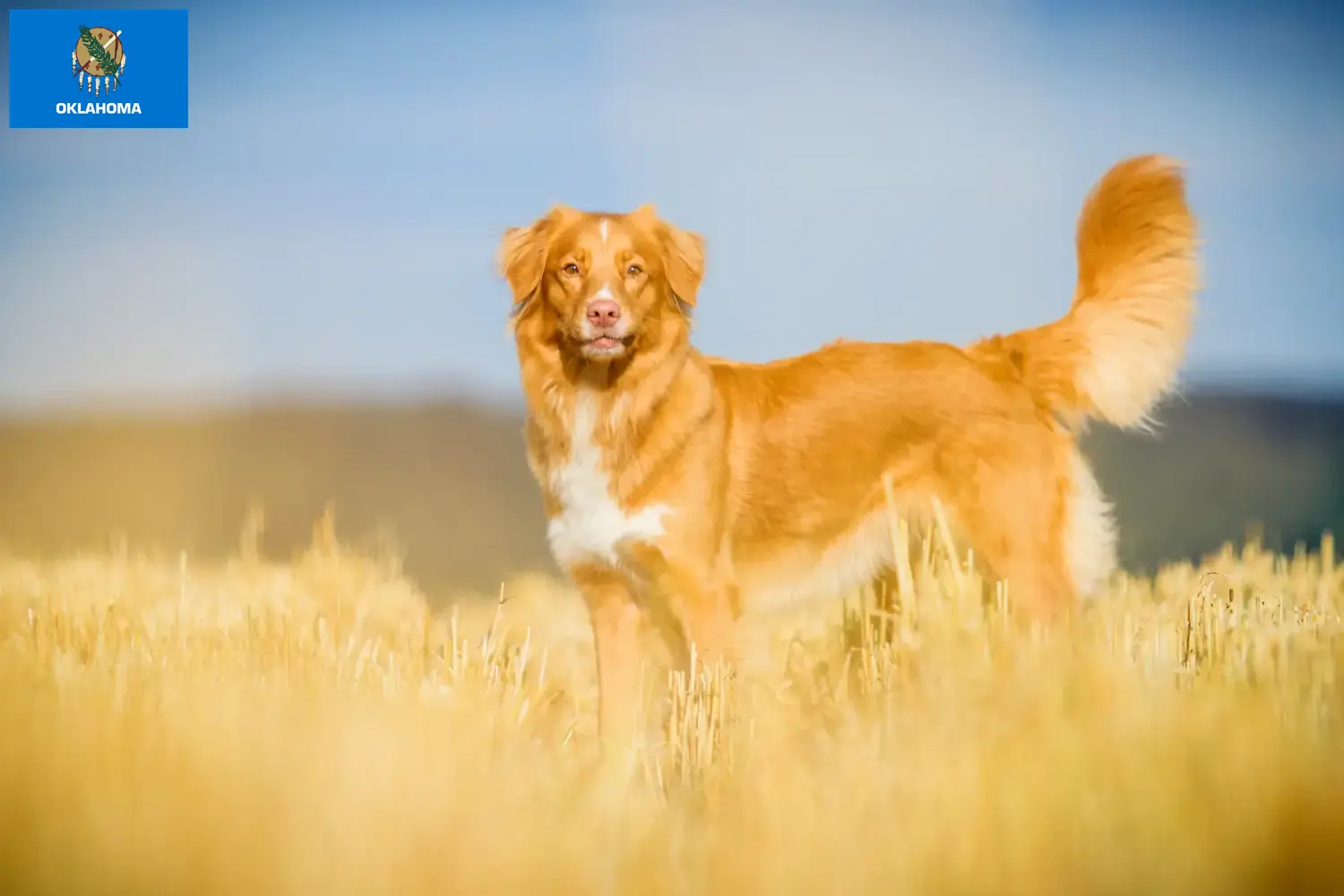 Read more about the article Nova Scotia Duck Tolling Retriever Breeders and Puppies in Oklahoma