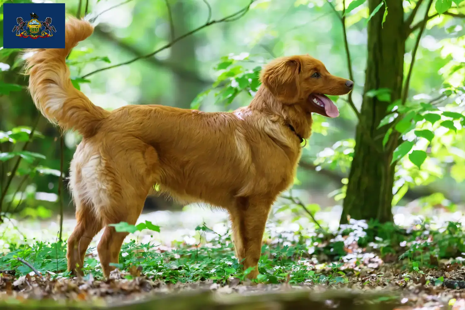 Read more about the article Nova Scotia Duck Tolling Retriever Breeders and Puppies in Pennsylvania