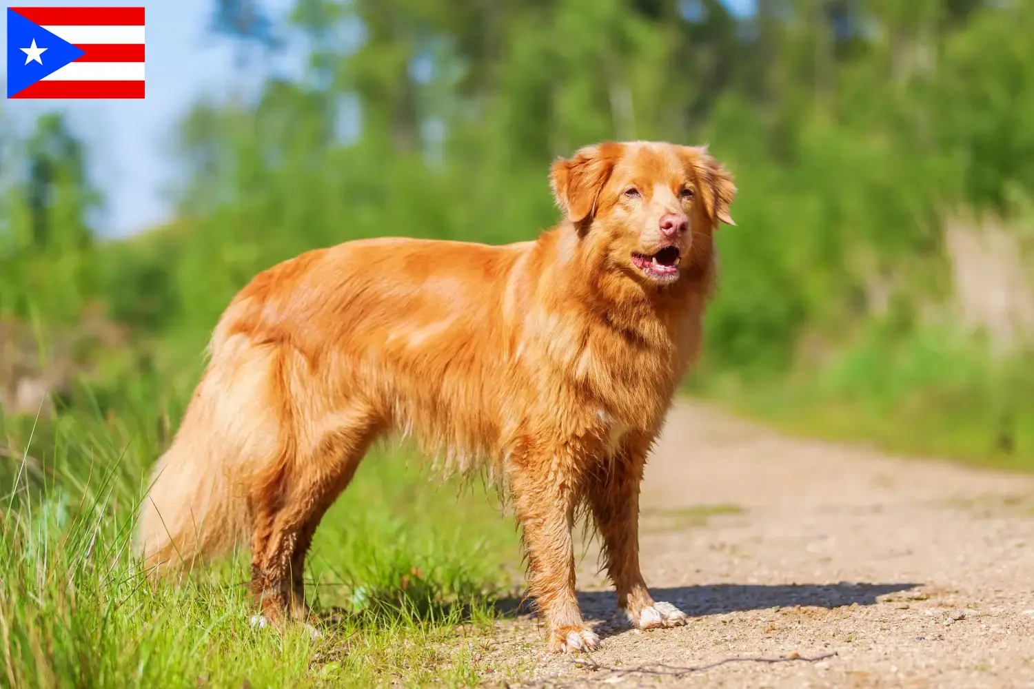Read more about the article Nova Scotia Duck Tolling Retriever breeders and puppies in Puerto Rico