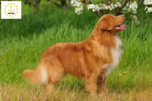 Read more about the article Nova Scotia Duck Tolling Retriever Breeders and Puppies in Rhode Island