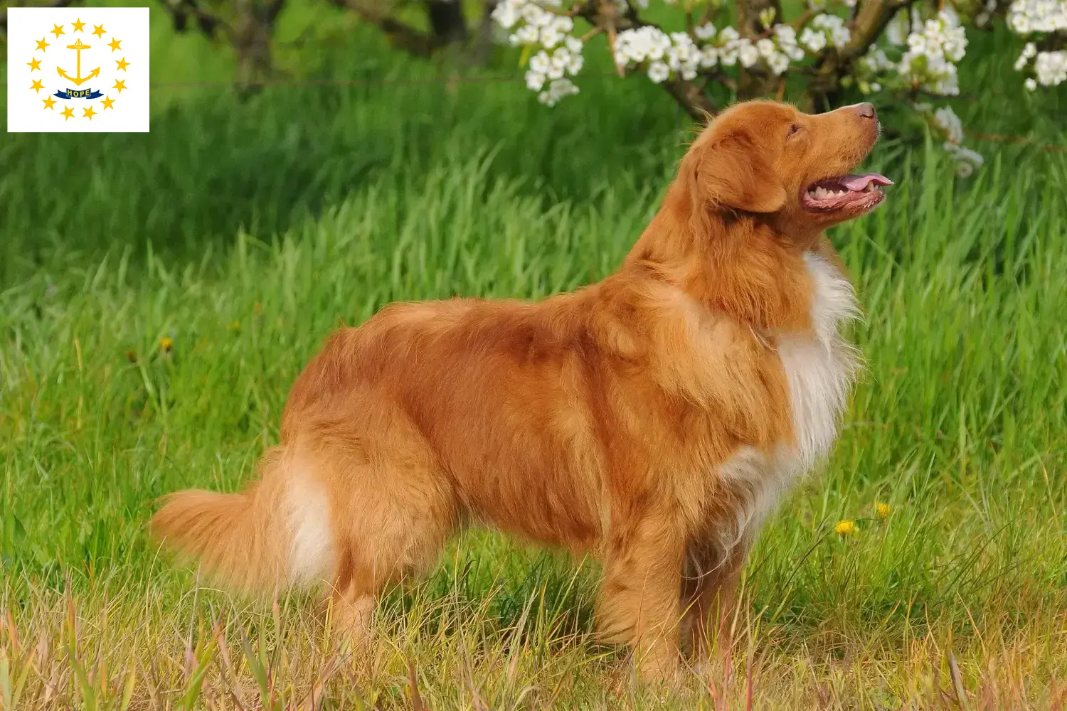 Read more about the article Nova Scotia Duck Tolling Retriever Breeders and Puppies in Rhode Island