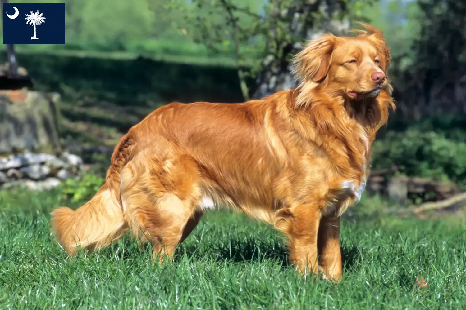 Read more about the article Nova Scotia Duck Tolling Retriever Breeders and Puppies in South Carolina