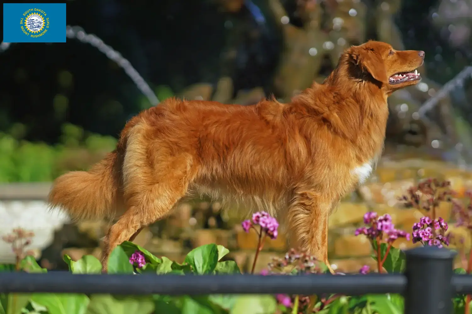 Read more about the article Nova Scotia Duck Tolling Retriever Breeders and Puppies in South Dakota