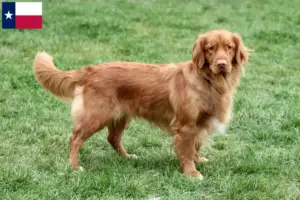 Read more about the article Nova Scotia Duck Tolling Retriever Breeders and Puppies in Texas