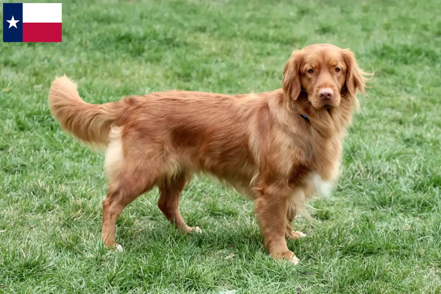 Nova Scotia Duck Tolling Retriever puppies and breeders Texas Find Nova Scotia Duck Tolling Retriever breeders in Texas.