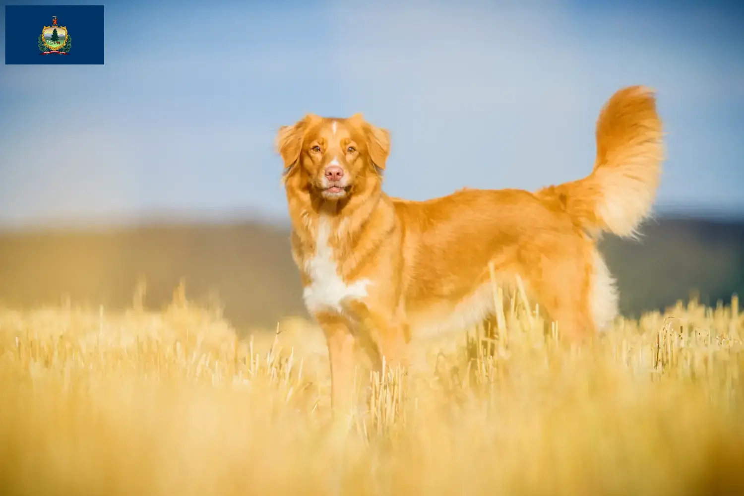 Nova Scotia Duck Tolling Retriever puppies and breeders Vermont Find Nova Scotia Duck Tolling Retriever breeders in Vermont.