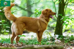 Read more about the article Nova Scotia Duck Tolling Retriever Breeders and Puppies in Washington