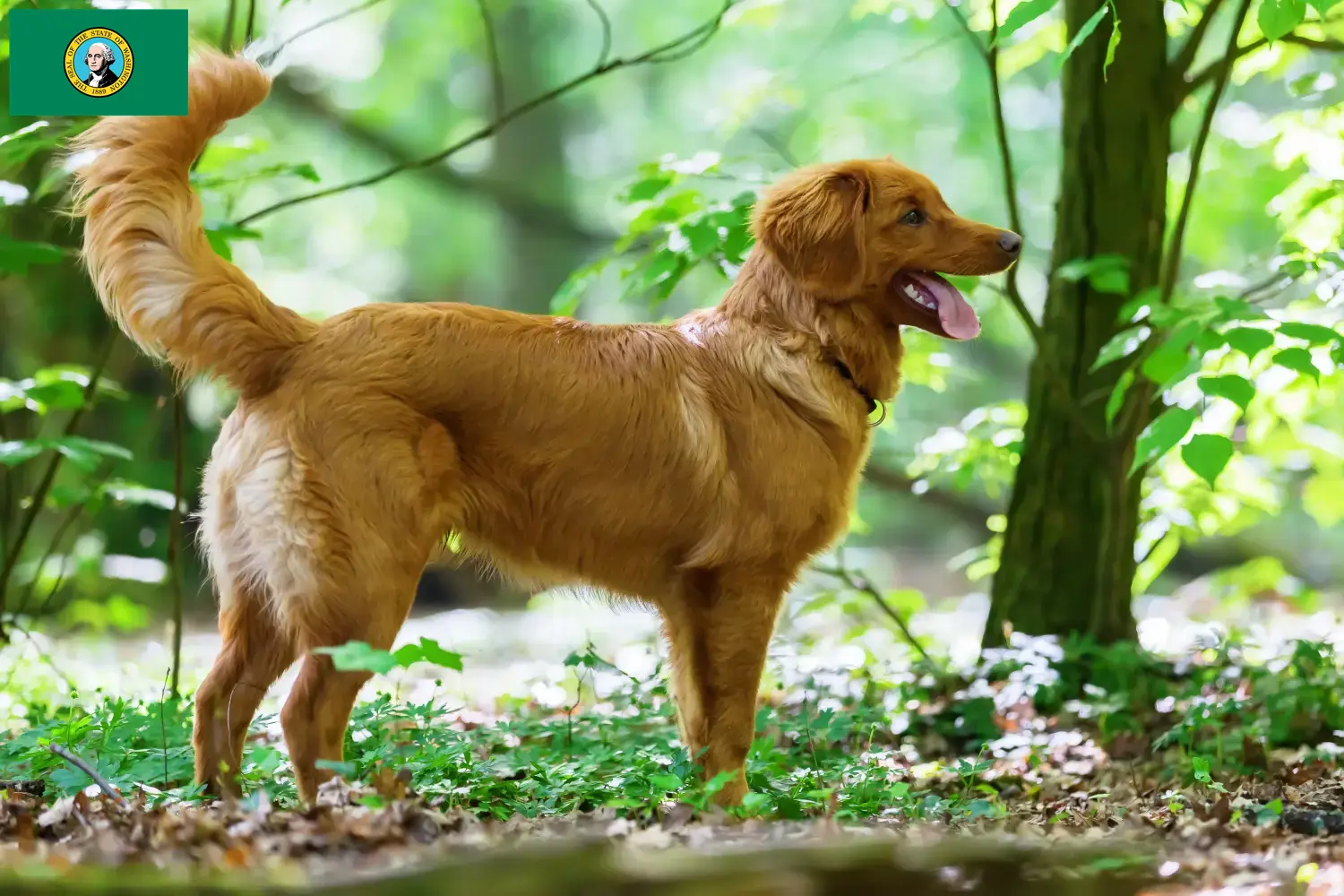 Nova Scotia Duck Tolling Retriever puppies and breeders Washington Find Nova Scotia Duck Tolling Retriever breeders in Washington here.