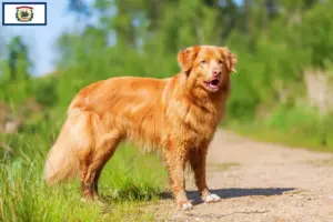 Read more about the article Nova Scotia Duck Tolling Retriever Breeders and Puppies in West Virginia