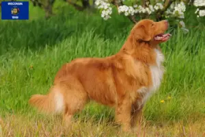 Read more about the article Nova Scotia Duck Tolling Retriever Breeders and Puppies in Wisconsin