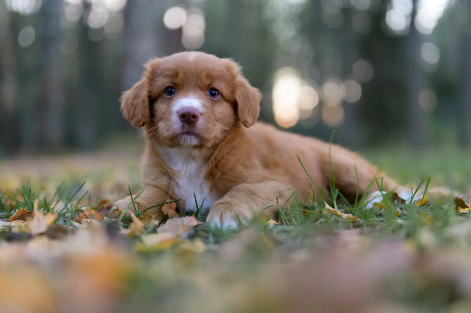 Buying a Nova Scotia Duck Tolling Retriever puppy means taking responsibility! Buy Nova Scotia Duck Tolling Retriever puppies.