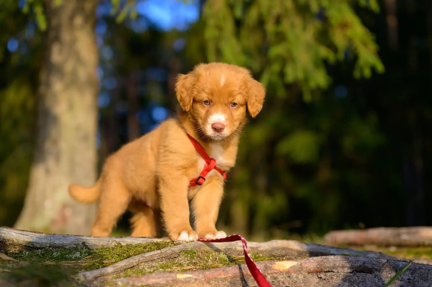Buying a Nova Scotia Duck Tolling Retriever puppy means taking responsibility! Buy Nova Scotia Duck Tolling Retriever puppies.