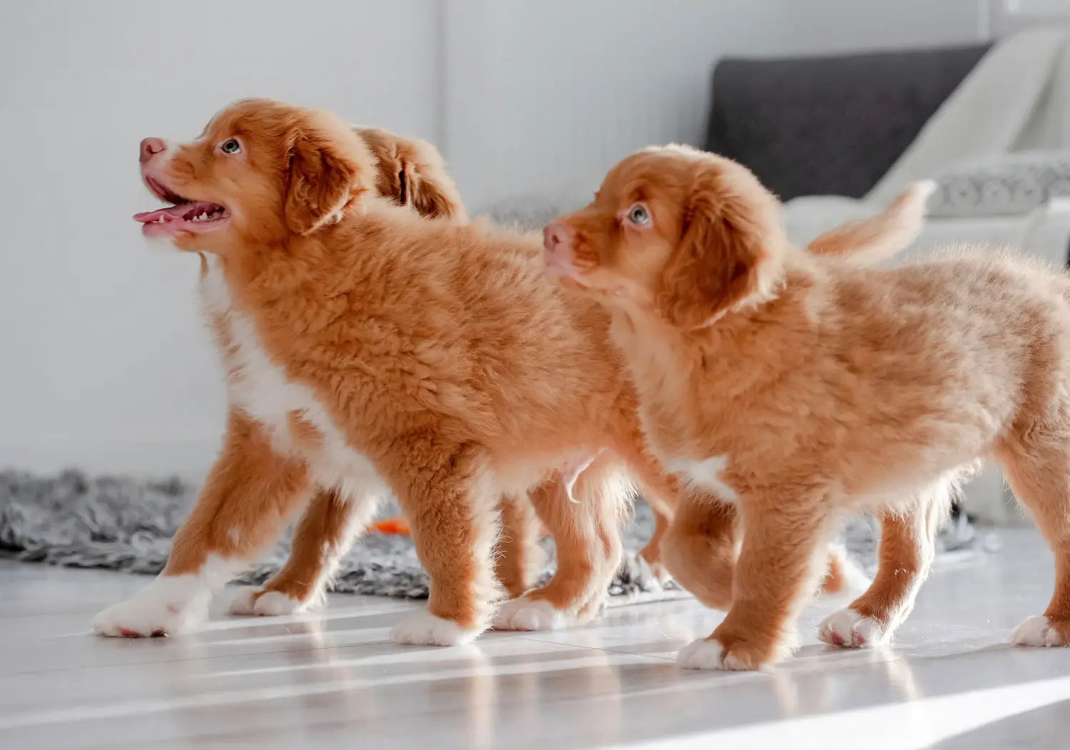 Buying a Nova Scotia Duck Tolling Retriever puppy means taking responsibility! Buy Nova Scotia Duck Tolling Retriever puppies.