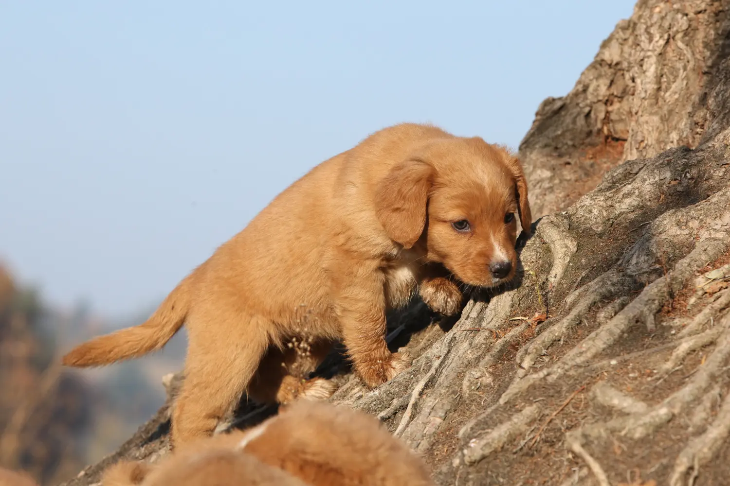 Buying a Nova Scotia Duck Tolling Retriever puppy means taking responsibility! Buy Nova Scotia Duck Tolling Retriever puppies.