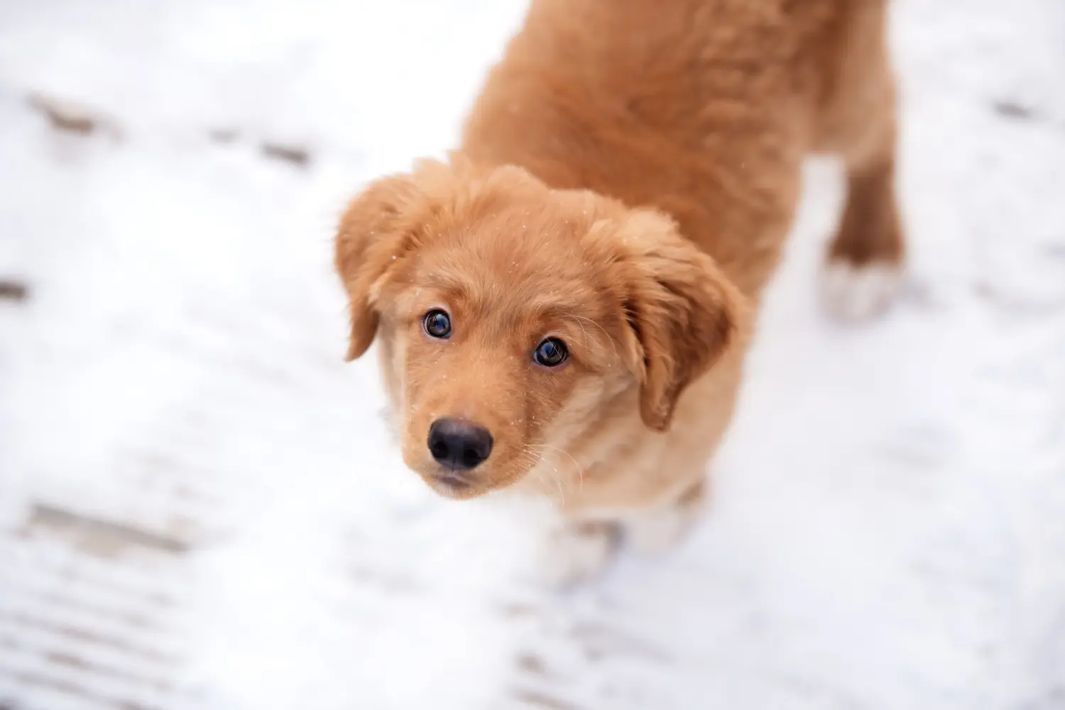 Buying a Nova Scotia Duck Tolling Retriever puppy means taking responsibility! Buy Nova Scotia Duck Tolling Retriever puppies.
