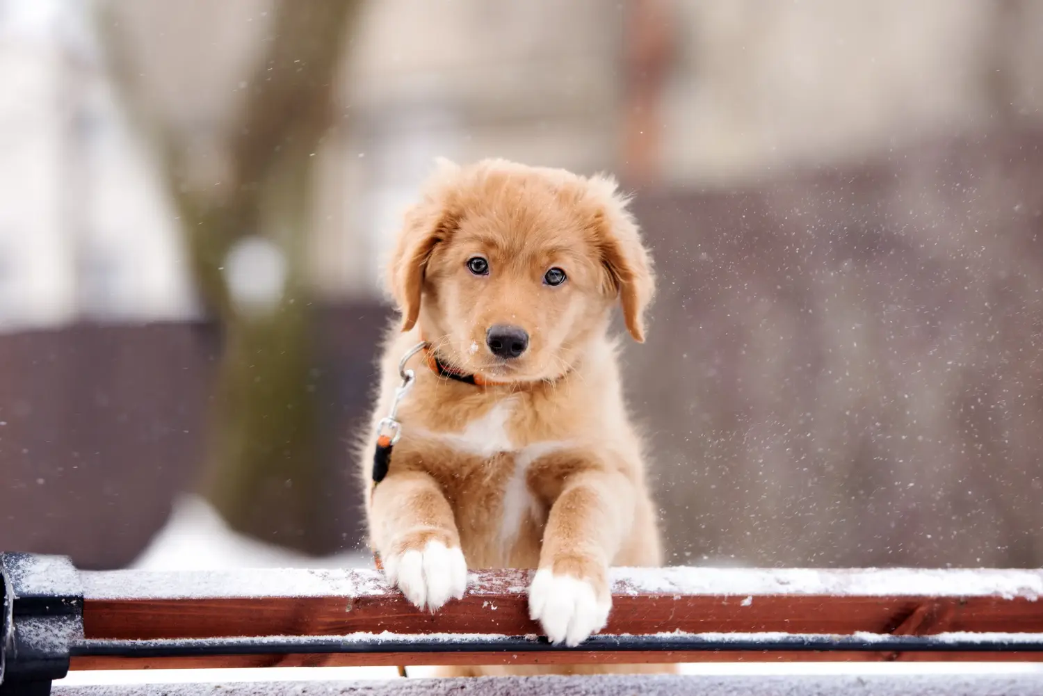 Buying a Nova Scotia Duck Tolling Retriever puppy means taking responsibility! Buy Nova Scotia Duck Tolling Retriever puppies.