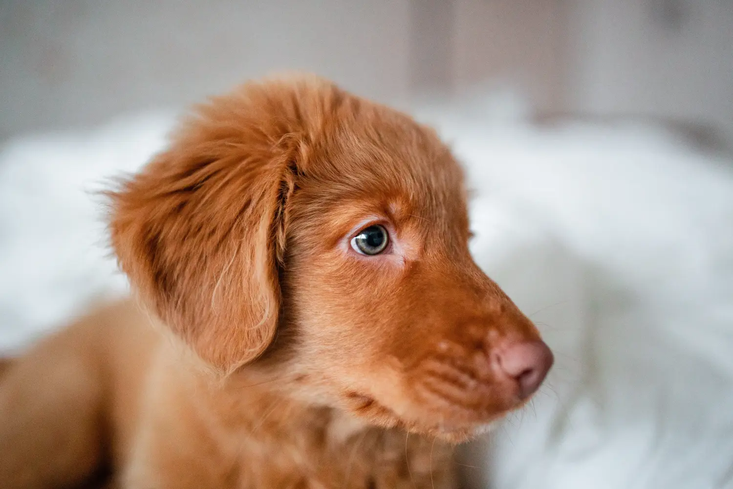 Buying a Nova Scotia Duck Tolling Retriever puppy means taking responsibility! Buy Nova Scotia Duck Tolling Retriever puppies.