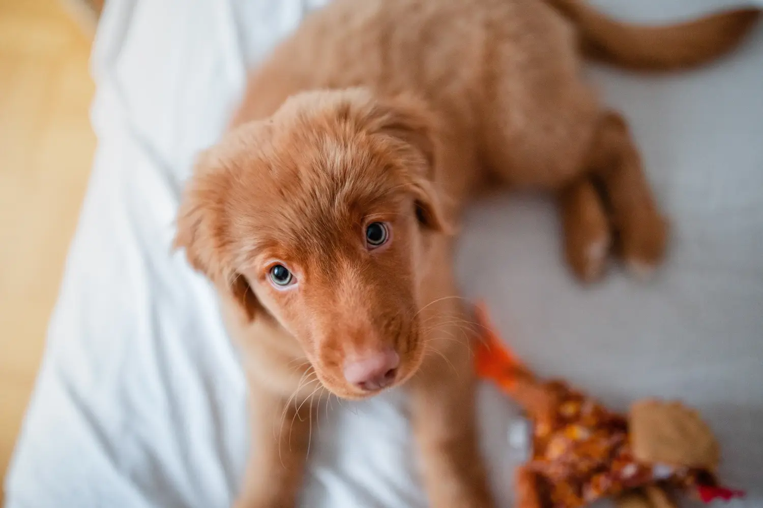 Buying a Nova Scotia Duck Tolling Retriever puppy means taking responsibility! Buy Nova Scotia Duck Tolling Retriever puppies.
