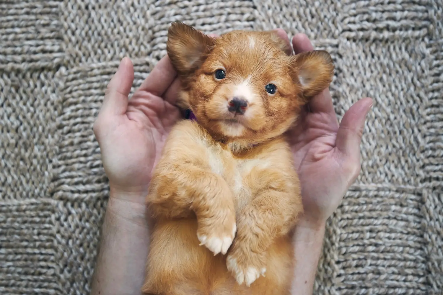 Buying a Nova Scotia Duck Tolling Retriever puppy means taking responsibility! Buy Nova Scotia Duck Tolling Retriever puppies.
