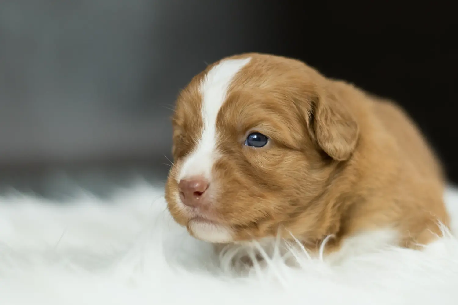 Buying a Nova Scotia Duck Tolling Retriever puppy means taking responsibility! Buy Nova Scotia Duck Tolling Retriever puppies.