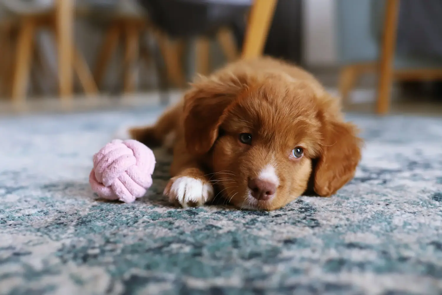 Buying a Nova Scotia Duck Tolling Retriever puppy means taking responsibility! Buy Nova Scotia Duck Tolling Retriever puppies.