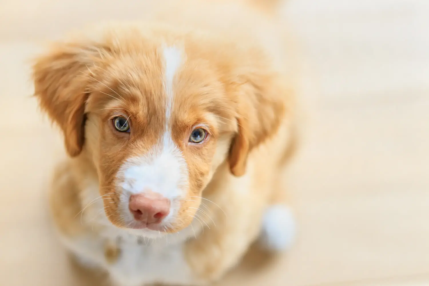 Buying a Nova Scotia Duck Tolling Retriever puppy means taking responsibility! Buy Nova Scotia Duck Tolling Retriever puppies.