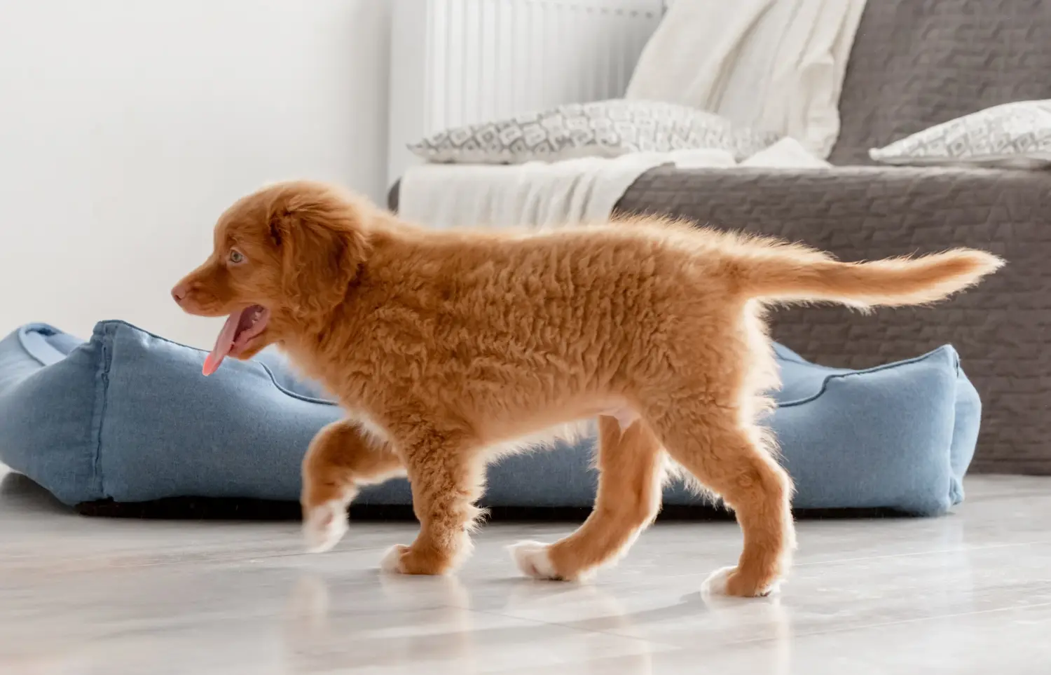Buying a Nova Scotia Duck Tolling Retriever puppy means taking responsibility! Buy Nova Scotia Duck Tolling Retriever puppies.