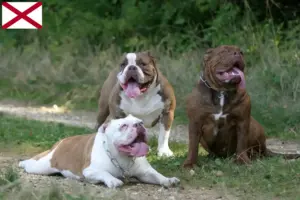Read more about the article Olde English Bulldog breeders and puppies in Alabama