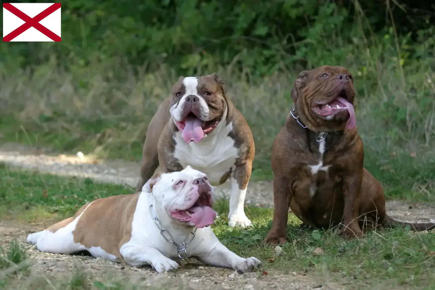 Olde English Bulldog puppies and breeders Alabama Find Olde English Bulldog breeders in Alabama.