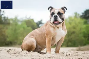 Read more about the article Olde English Bulldog breeders and puppies in Alaska
