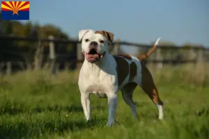 Read more about the article Olde English Bulldog breeders and puppies in Arizona