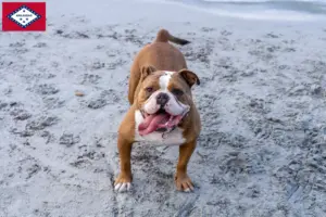 Read more about the article Olde English Bulldog breeders and puppies in Arkansas
