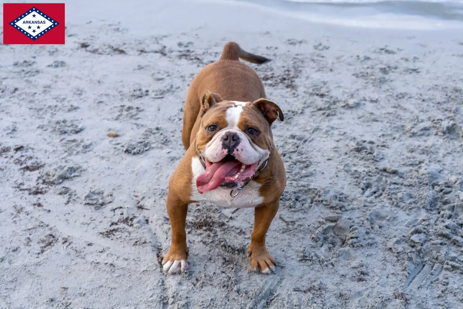 Olde English Bulldog puppies and breeders Arkansas Find Olde English Bulldog breeders in Arkansas.